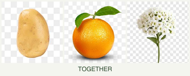 Can you plant potatoes, oranges and alyssum together?