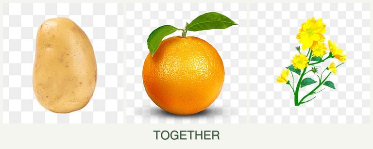 Can you plant potatoes, oranges and calendula together?