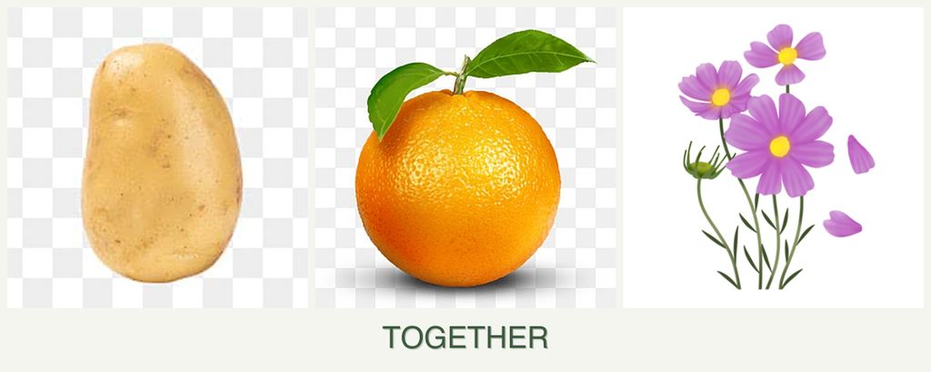 Can you plant potatoes, oranges and cosmos together?