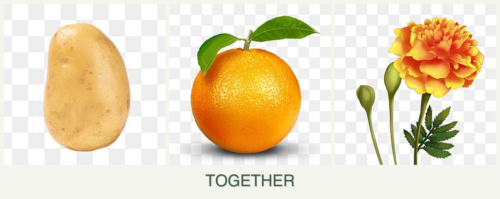 Can you plant potatoes, oranges and marigolds together?