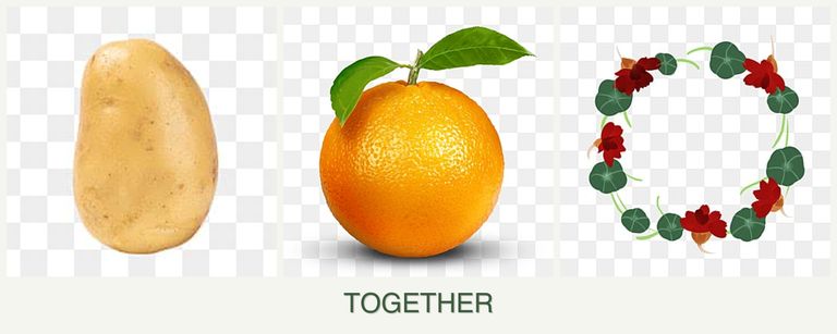 Can you plant potatoes, oranges and nasturtiums together?