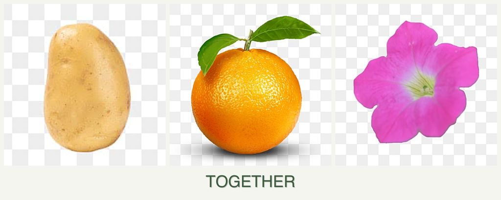 Can you plant potatoes, oranges and petunias together?