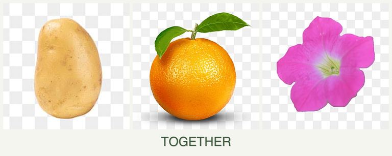 Can you plant potatoes, oranges and petunias together?
