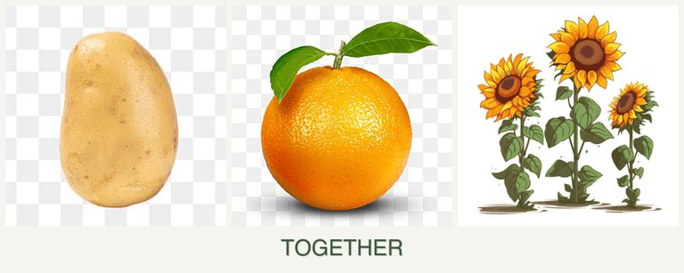 Can you plant potatoes, oranges and sunflowers together?