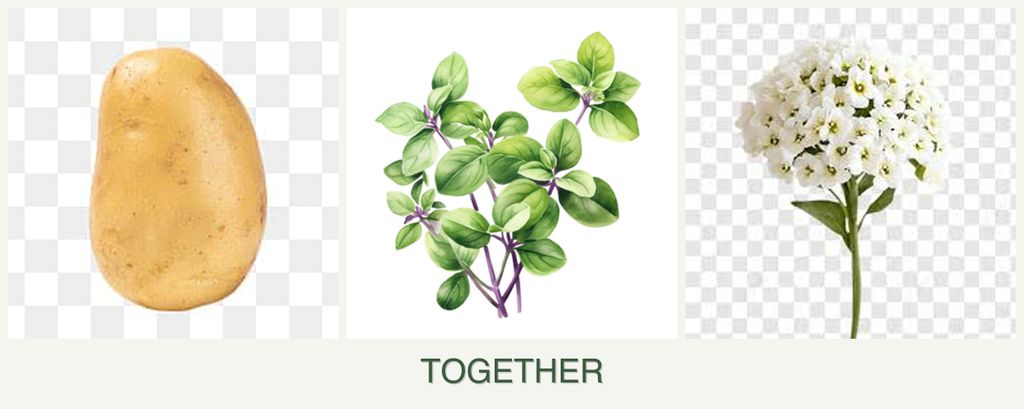 Can you plant potatoes, oregano and alyssum together?
