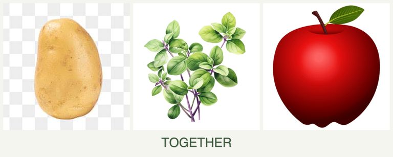 Can you plant potatoes, oregano and apples together?