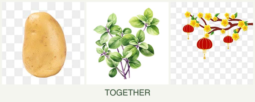 Can you plant potatoes, oregano and apricots together?