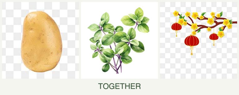Can you plant potatoes, oregano and apricots together?