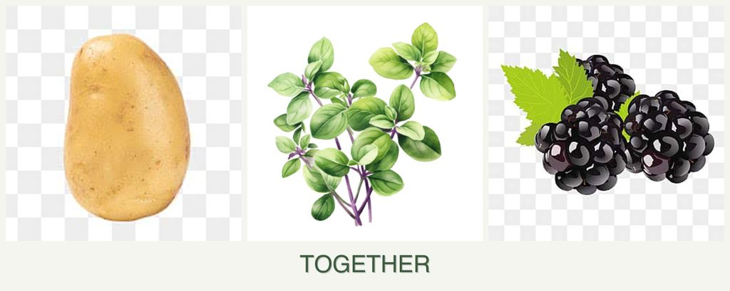 Can you plant potatoes, oregano and blackberries together?