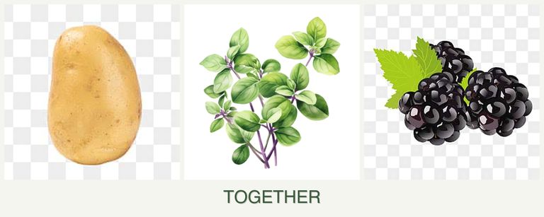 Can you plant potatoes, oregano and blackberries together?