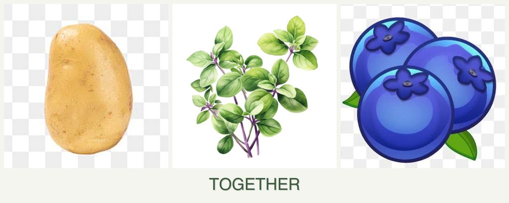 Can you plant potatoes, oregano and blueberries together?
