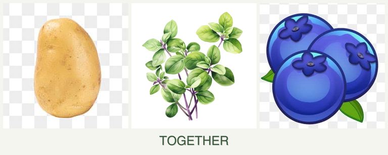 Can you plant potatoes, oregano and blueberries together?