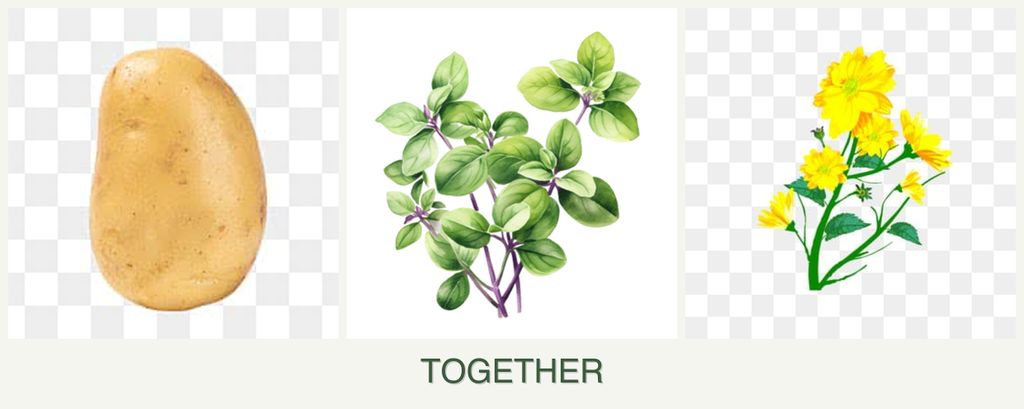 Can you plant potatoes, oregano and calendula together?