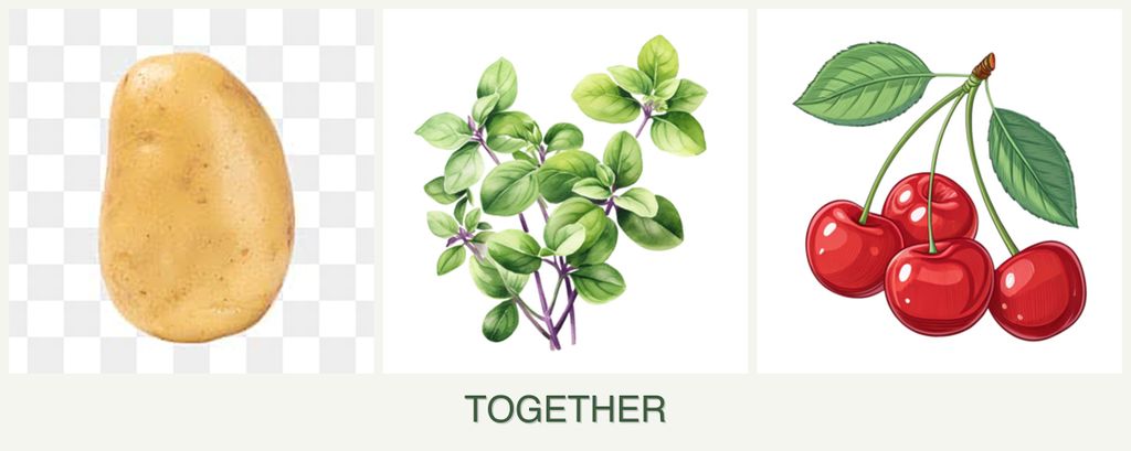 Can you plant potatoes, oregano and cherries together?