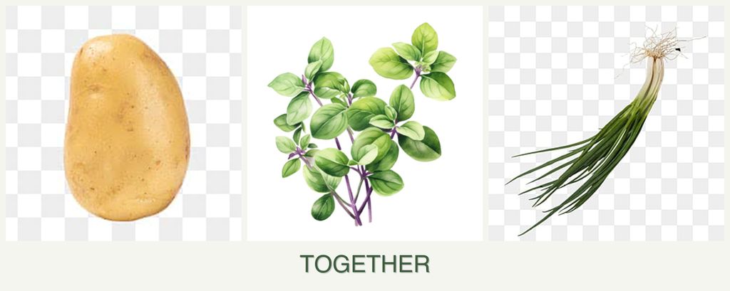 Can you plant potatoes, oregano and chives together?