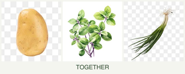 Can you plant potatoes, oregano and chives together?