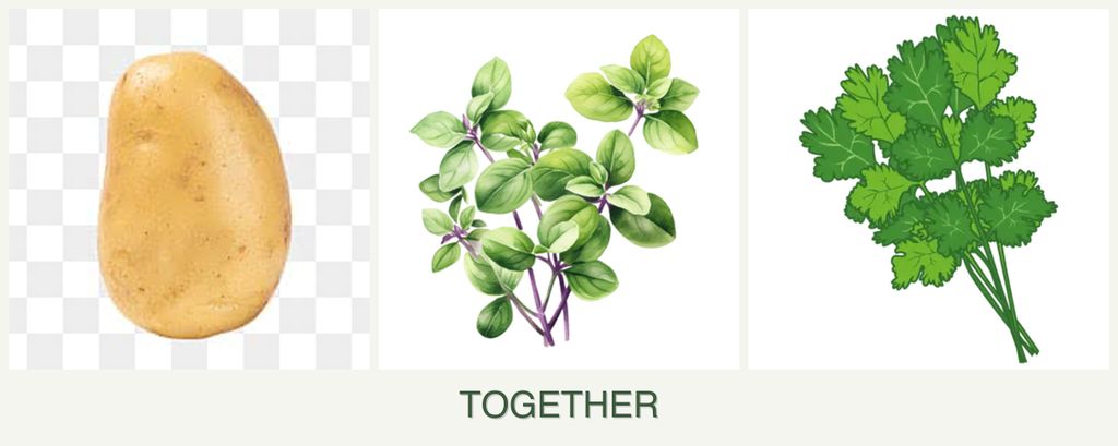 Can you plant potatoes, oregano and cilantro together?