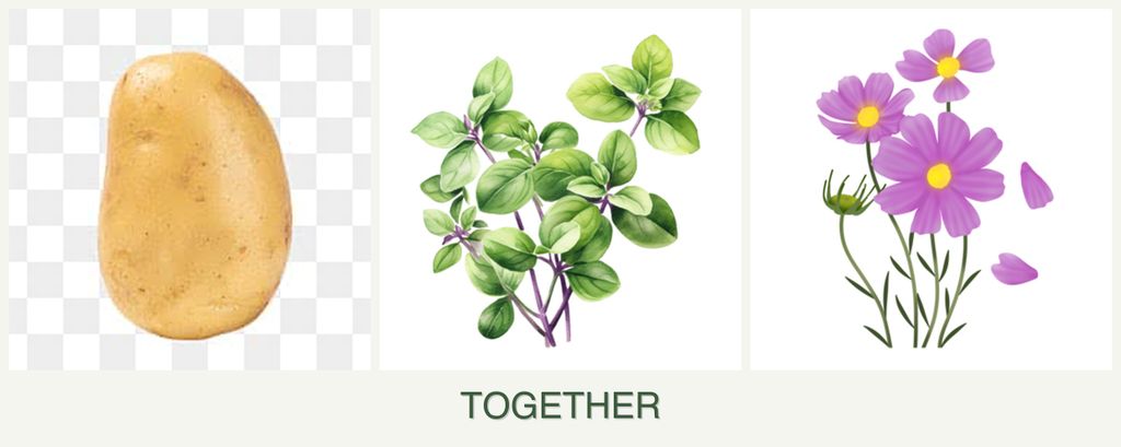 Can you plant potatoes, oregano and cosmos together?