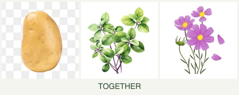 Can you plant potatoes, oregano and cosmos together?