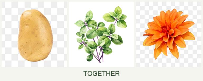 Can you plant potatoes, oregano and dahlias together?