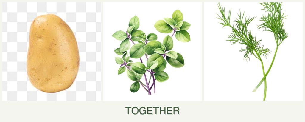 Can you plant potatoes, oregano and dill together?