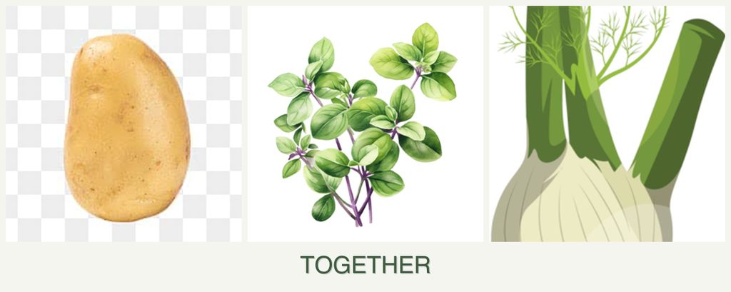 Can you plant potatoes, oregano and fennel together?