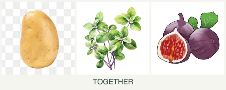 Can you plant potatoes, oregano and figs together?