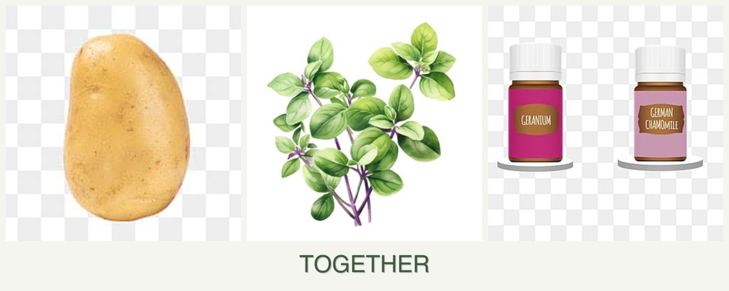 Can you plant potatoes, oregano and geraniums together?