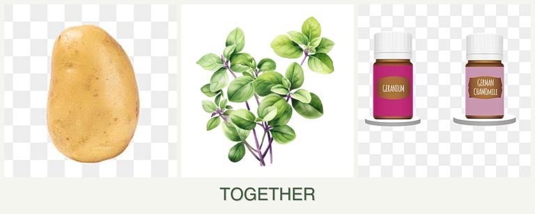 Can you plant potatoes, oregano and geraniums together?