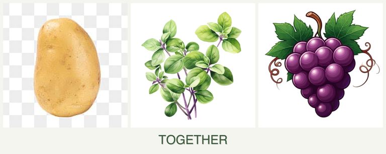 Can you plant potatoes, oregano and grapes together?