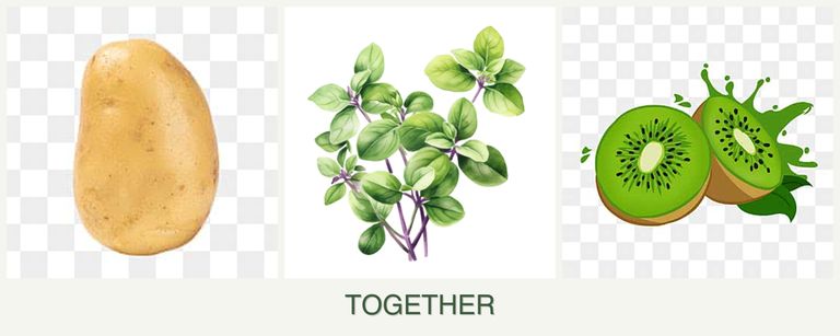 Can you plant potatoes, oregano and kiwi together?