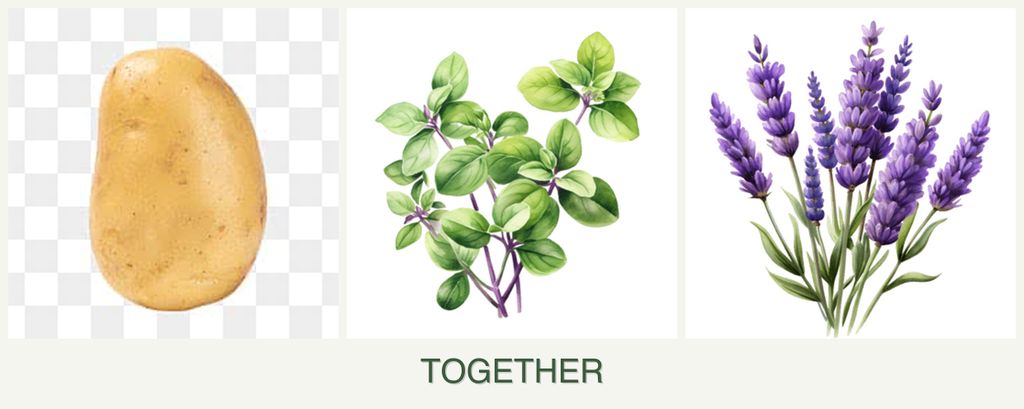 Can you plant potatoes, oregano and lavender together?