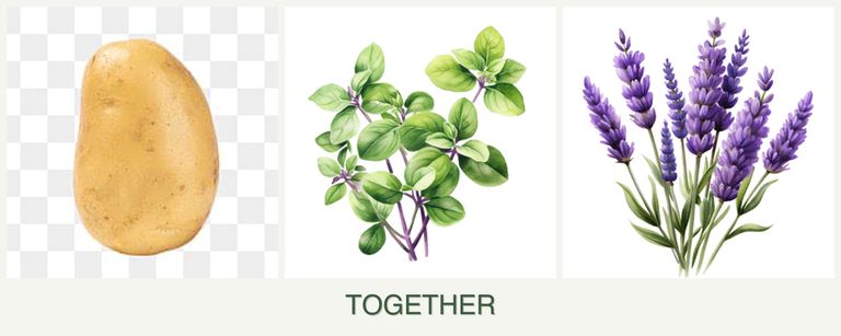 Can you plant potatoes, oregano and lavender together?