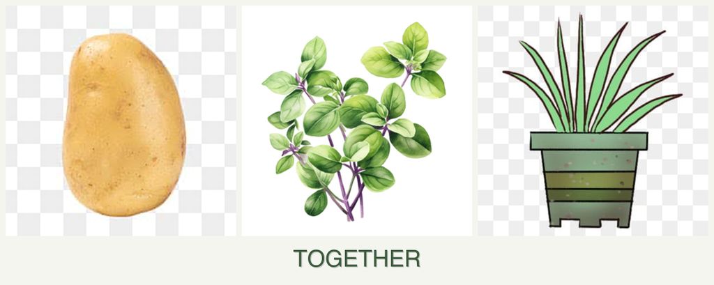 Can you plant potatoes, oregano and lemongrass together?