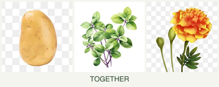 Can you plant potatoes, oregano and marigolds together?