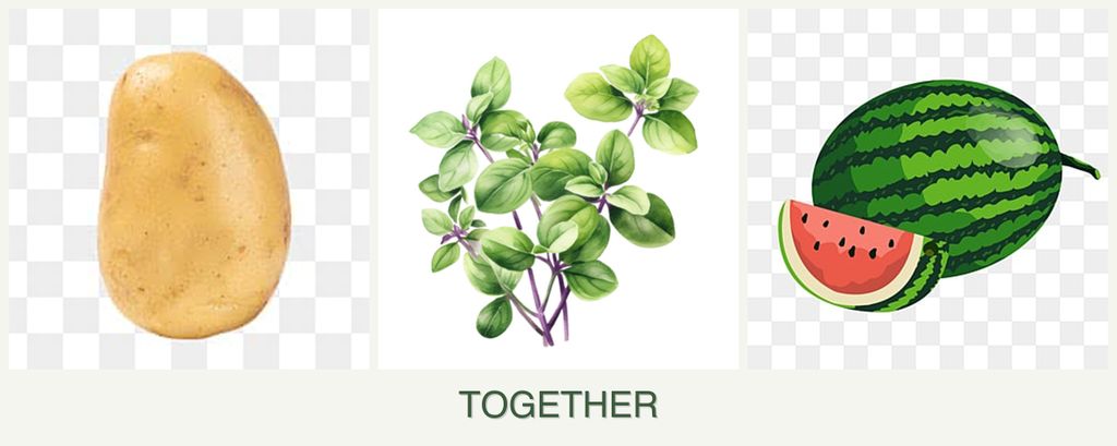 Can you plant potatoes, oregano and melons together?