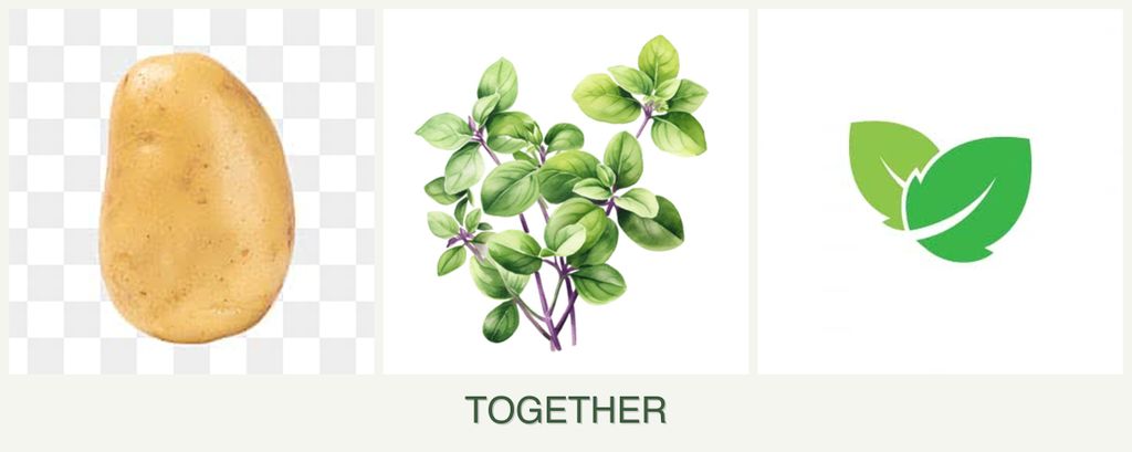 Can you plant potatoes, oregano and mint together?