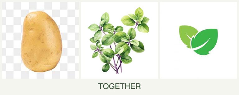 Can you plant potatoes, oregano and mint together?