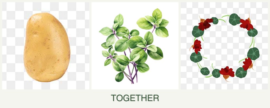 Can you plant potatoes, oregano and nasturtiums together?