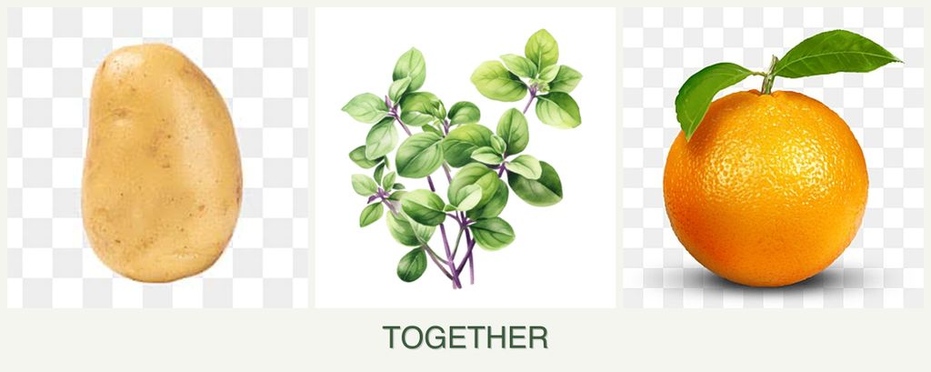 Can you plant potatoes, oregano and oranges together?