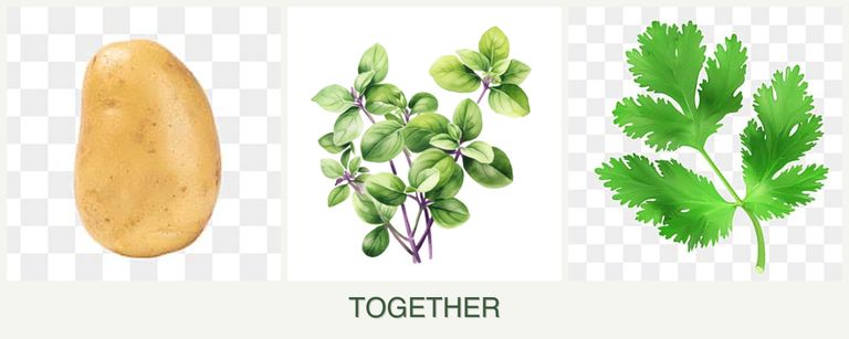 Can you plant potatoes, oregano and parsley together?