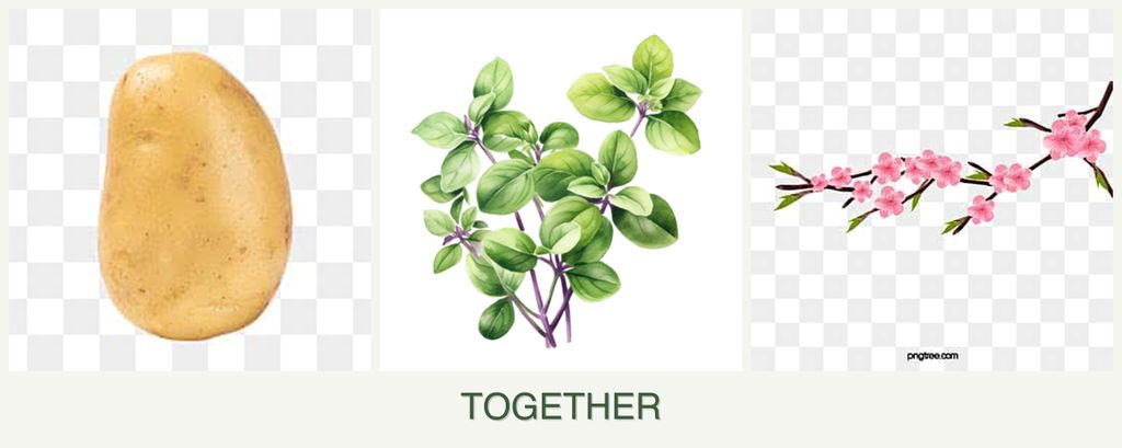 Can you plant potatoes, oregano and peaches together?