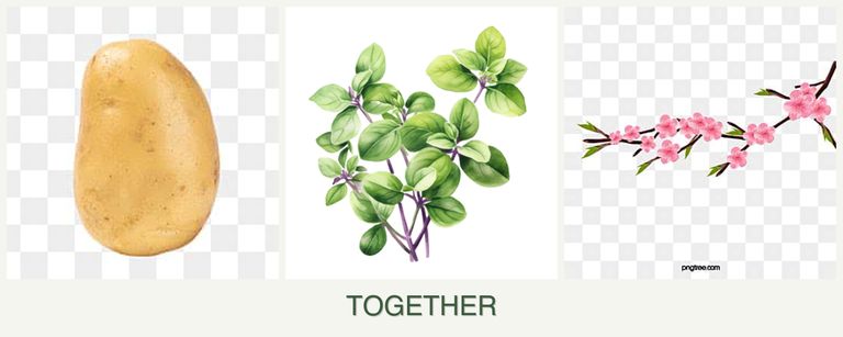 Can you plant potatoes, oregano and peaches together?