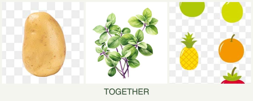 Can you plant potatoes, oregano and pears together?