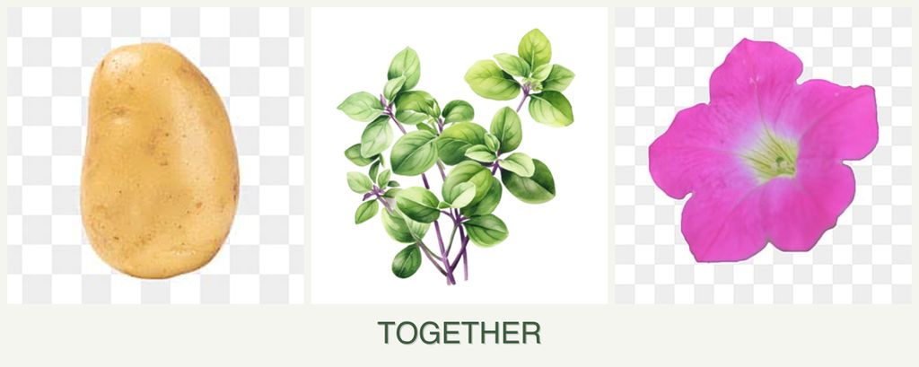 Can you plant potatoes, oregano and petunias together?