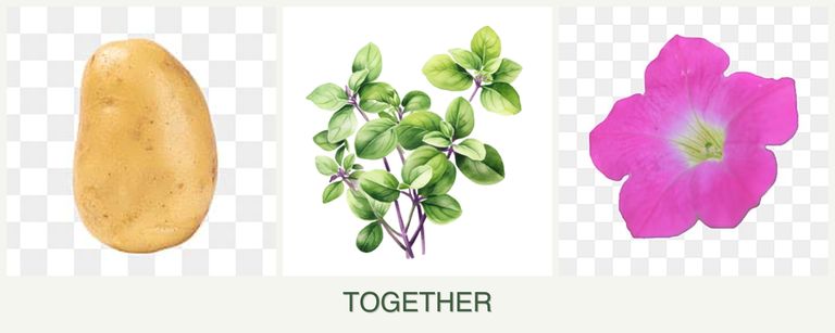 Can you plant potatoes, oregano and petunias together?