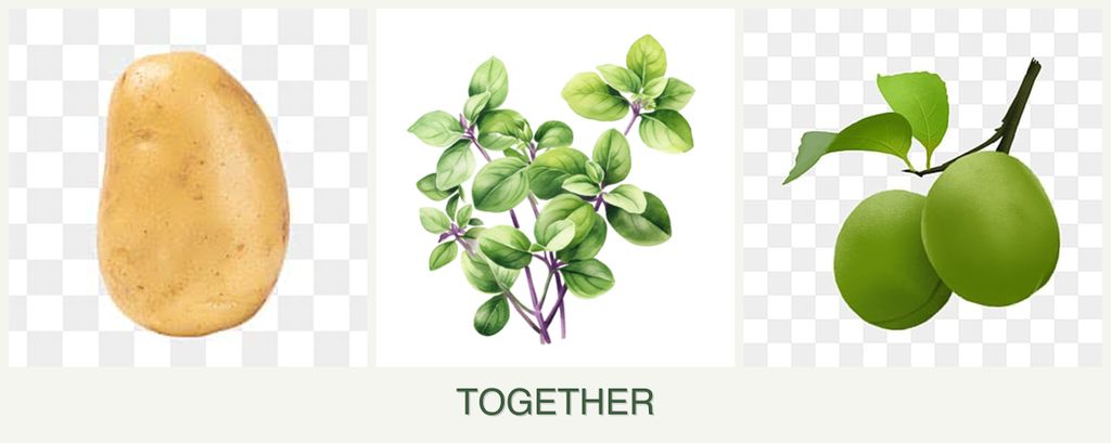 Can you plant potatoes, oregano and plums together?