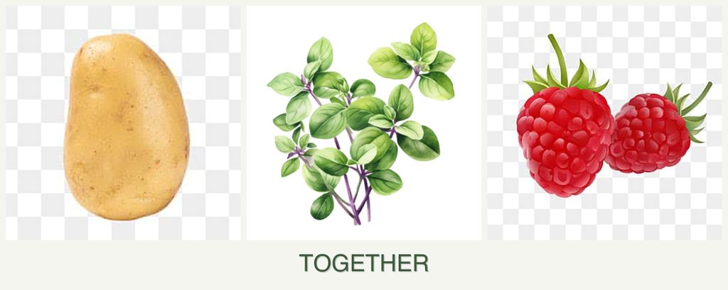 Can you plant potatoes, oregano and raspberries together?