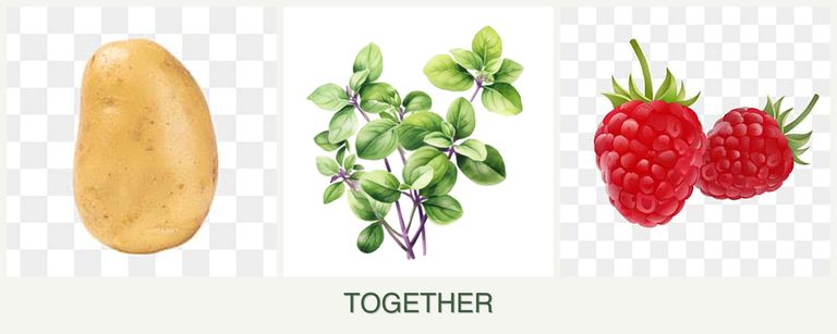 Can you plant potatoes, oregano and raspberries together?