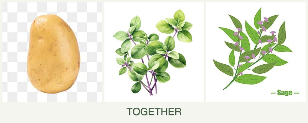Can you plant potatoes, oregano and sage together?